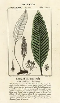 Ovoid: Seliguea feei fern