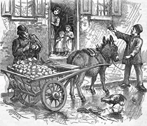 Cauliflowers: SELLING CAULIFLOWERS