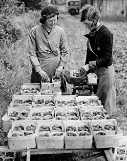 Punnet: Selling strawberries