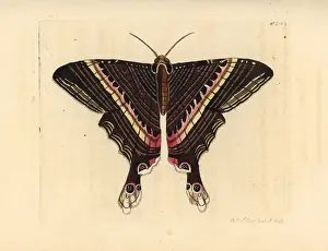 Empedocles: Sematura empedocles moth