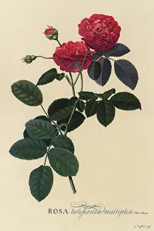 Thorns: Semi-Double Rose
