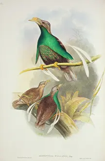 Paradisaeidae: Semioptera wallacei, standardwing