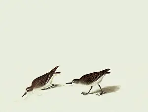 Sandpiper: Semipalmated Sandpiper, Ereunetes pusillus