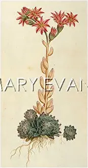 Sempervivum: SEMPERVIVUM ARACHNOIDEUM