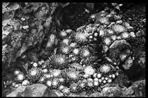 Malby: Sempervivum Arachnoideum Laggeri