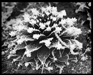 Malby: Sempervivum Arvernense