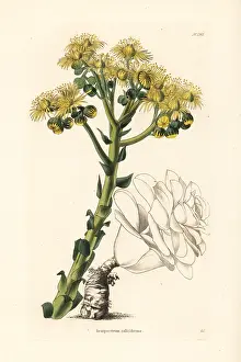 Succulent: Sempervivum calyciforme
