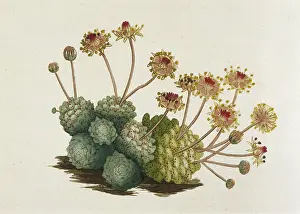 Sempervivum: Sempervivum Monanthes