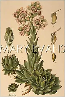 Leek: SEMPERVIVUM TECTORUM