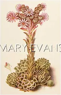 Sempervivum: SEMPERVIVUM TECTORUM