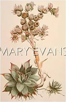 Sempervivum: SEMPERVIVUM TECTORUM