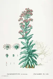 Pyramus: Sempervivum tectorum or common houseleek