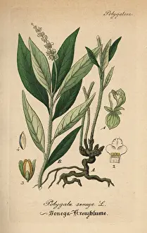Polygala: Seneca snakeroot, Polygala senega