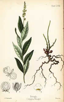 Homeopathy: Seneca snakeroot, Polygala senega
