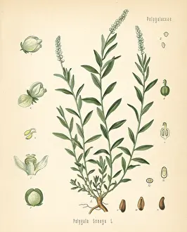 Polygala: Seneca snakeroot, Polygala senega