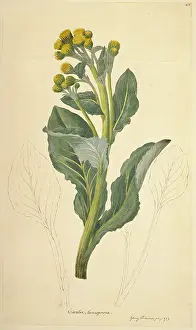 Endeavour: Senecio candidans, sea cabbage