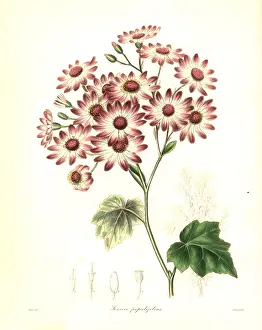 Henslow: Senecio halimifolius