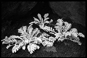 Malby: Senecio Incanus var. persoonii
