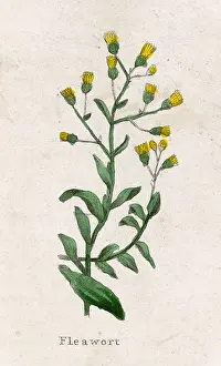 Senecio: SENECIO INTEGRIFOLIUS