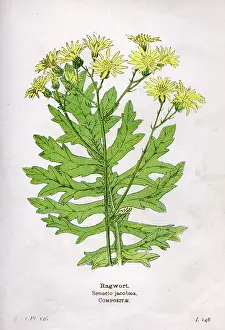 Wayside: Senecio Jacobaea or Ragwort