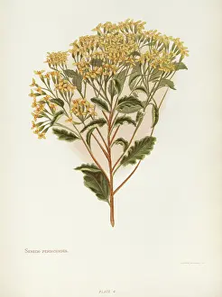 The Kings College Archives And Special Collections: Senecio Perdicioides or Raukumara