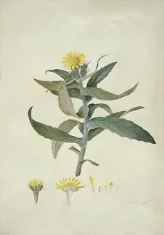 Asterales: Senecio pseudoarnica Less. seaside ragwort