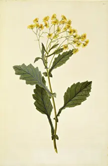 Polydore: Senecio rufiglandulosus