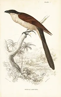 Swainson: Senegal coucal, Centropus senegalensis