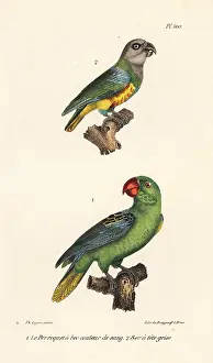 Oeuvres: Senegal parrot and great-billed parrot