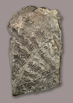 Frond: Senftenbergia sp