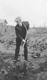 Planting: Senior man working in the garden