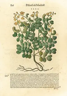 Mattioli: Senna, Senna alexandrina