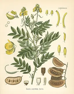 Alexandrina: Senna, Senna alexandrina