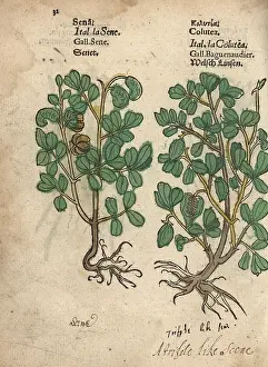 Lonicer: Senna, Senna alexandrina, and bladder senna