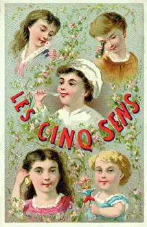 Senses: THE FIVE SENSES