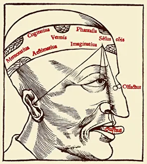 Forehead: Senses and Sensation, 16th Century