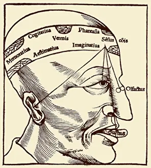 Forehead: Senses and Sensation, 16th Century
