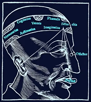 Forehead: Senses and Sensation, 16th Century