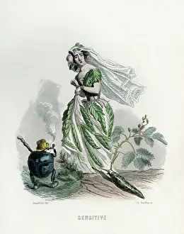 Fleurs: Sensitive Plant