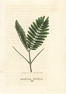 Pudica: Sensitive plant, Mimosa pudica