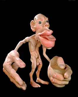 Nerve: Sensory homunculus