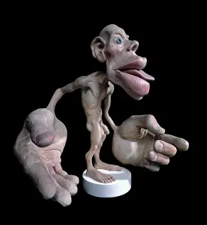 Sensory: Sensory homunculus