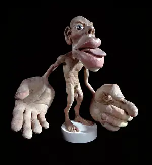 Sensory homunculus