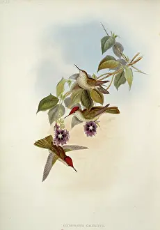 Trochilidae: Sephanoides sephanoides, green-backed firecrown