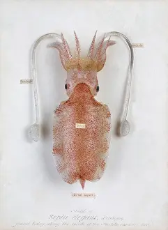 Elegans: Sepia elegans, squid
