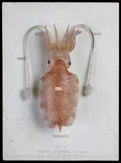 Elegans: Sepia elegans, squid