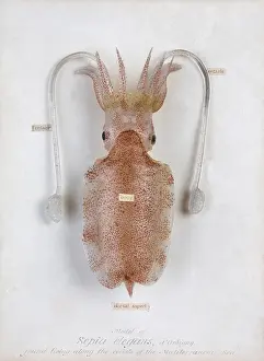 Elegans: Sepia elegans, squid