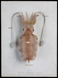 Elegans: Sepia elegans, squid