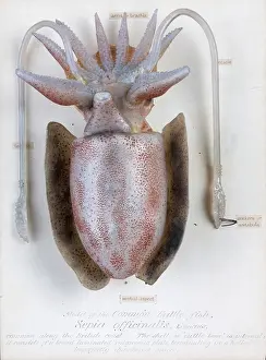 Officinalis: Sepia officinalis, squid