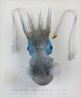 Cephalopoda: Sepiola rondeletii, squid